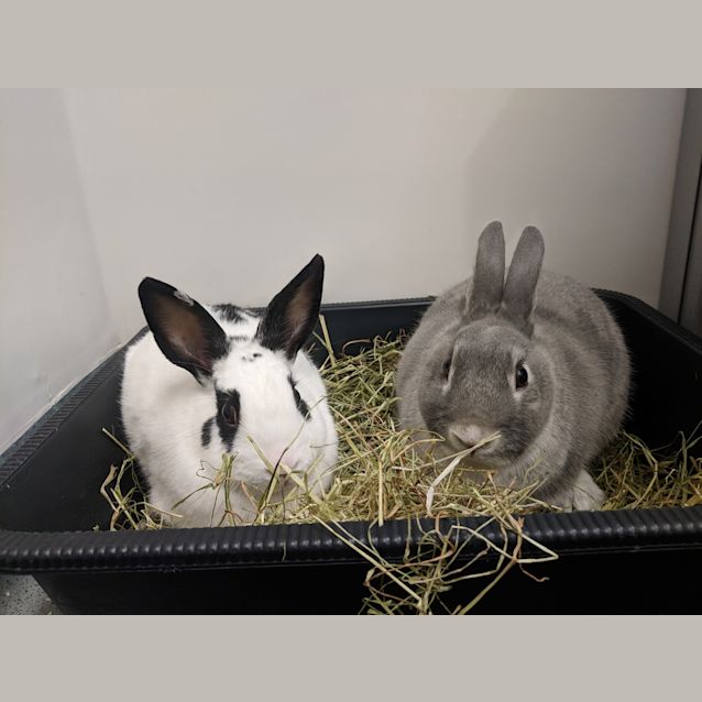 Photo of Madge & Cooper