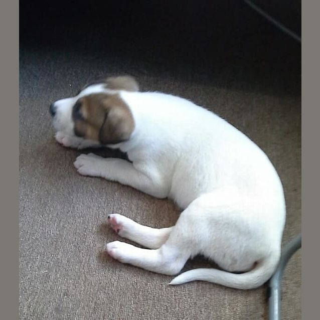 Photo of Patch