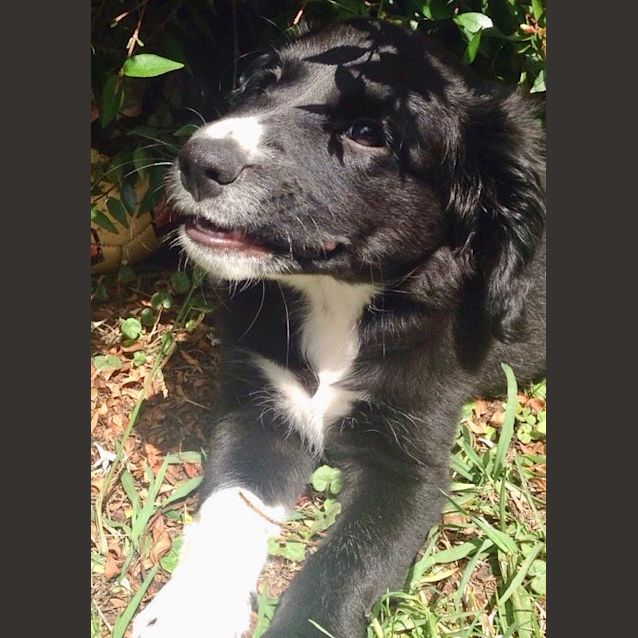 Photo of Maggie | Rare Find