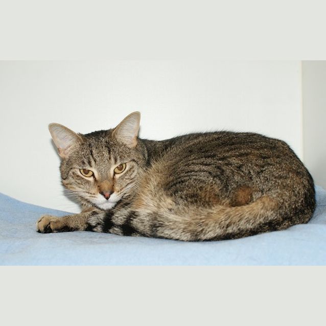 Photo of Tiger Sua002942