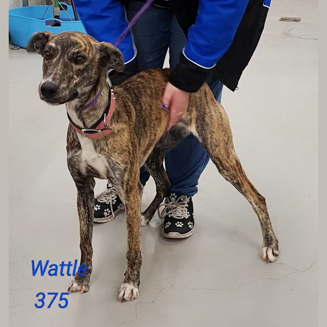 Photo of Wattle