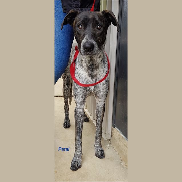 Photo of Petal 
