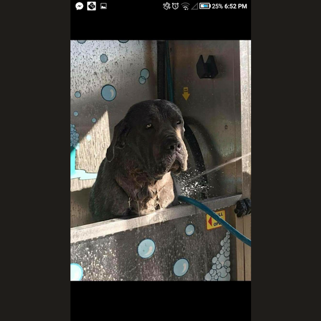 Photo of Archie