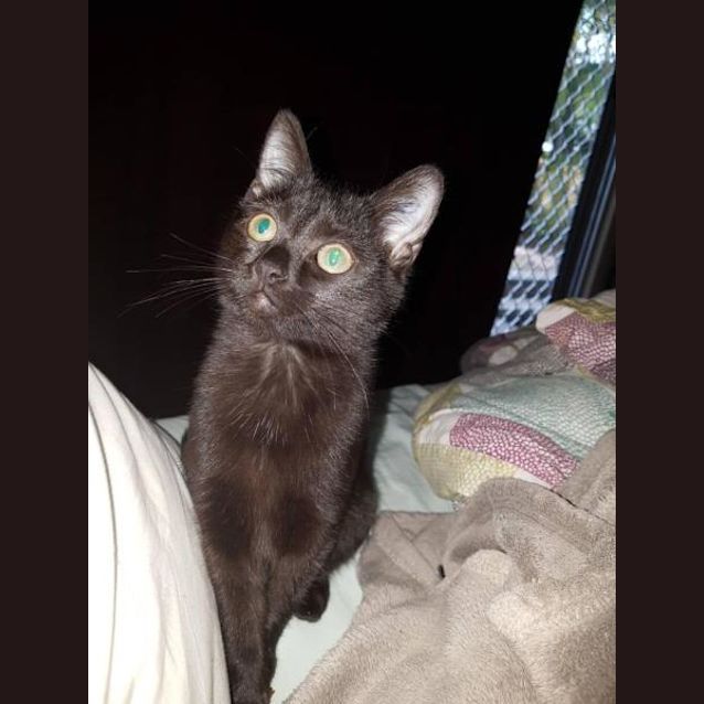 Photo of Koal