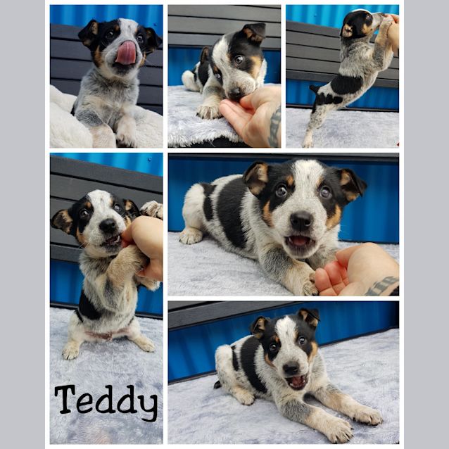 Photo of Teddy