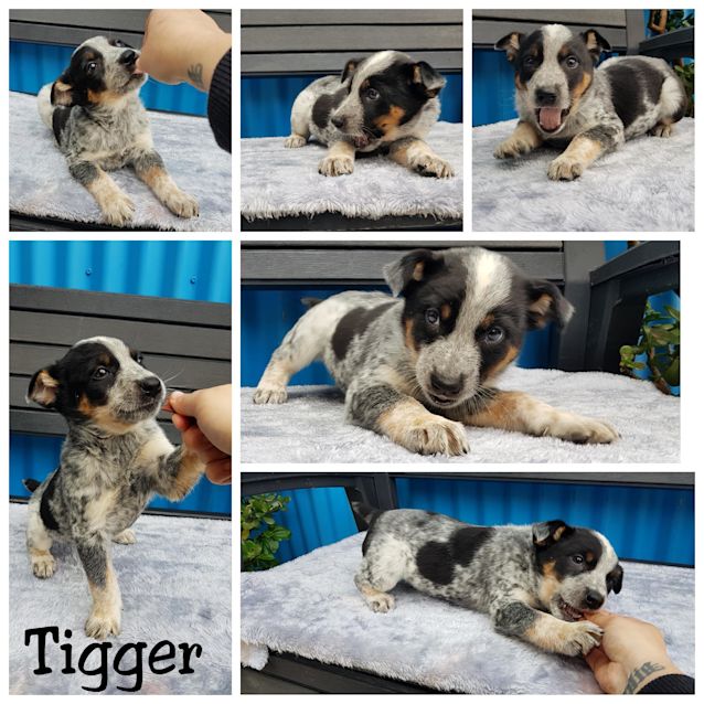 Photo of Tigger