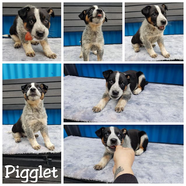 Photo of Piglet