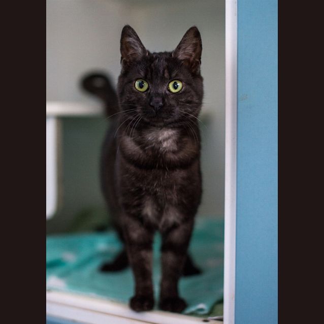 Photo of Blacky