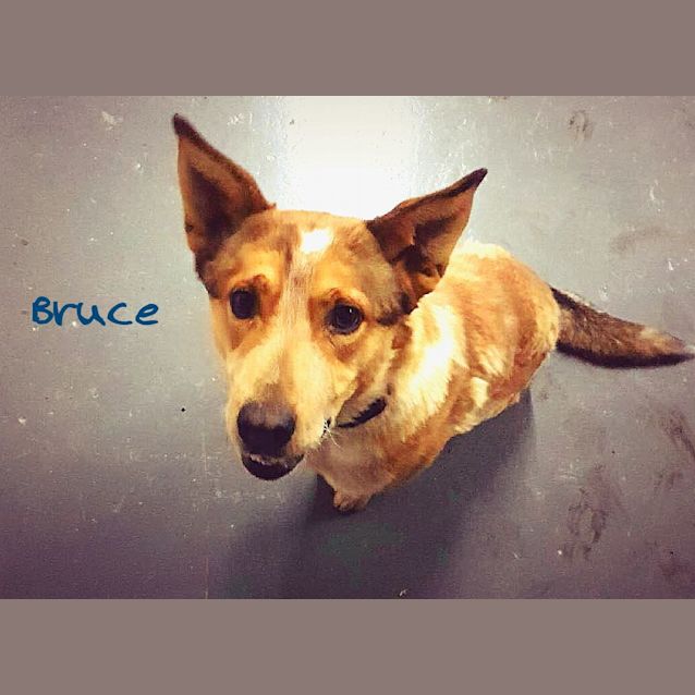 Photo of Bruce. 18mnths. Sweet, Energetic, Kleptomaniac