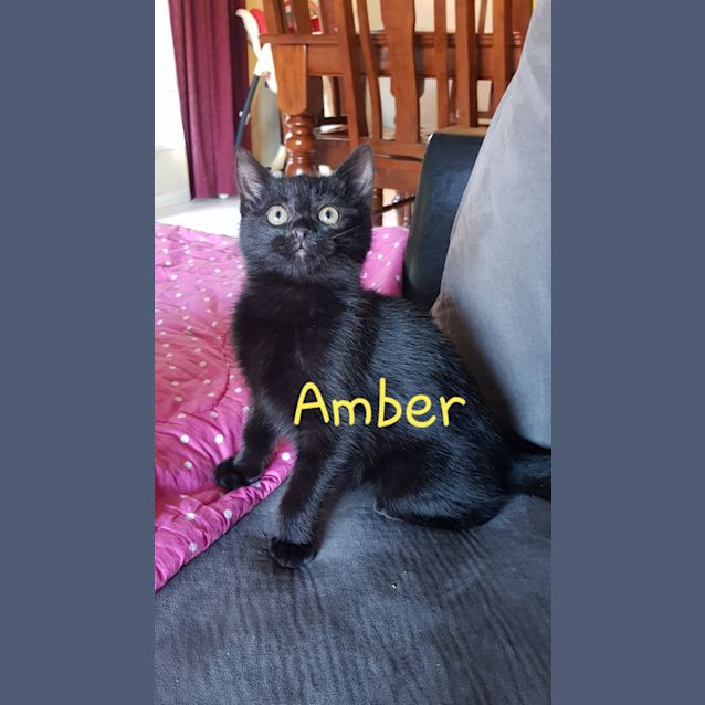 Photo of Amber