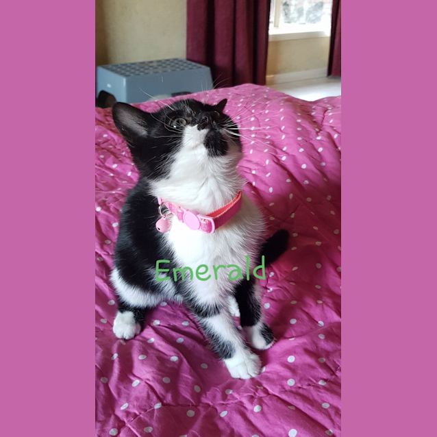 Photo of Sapphire