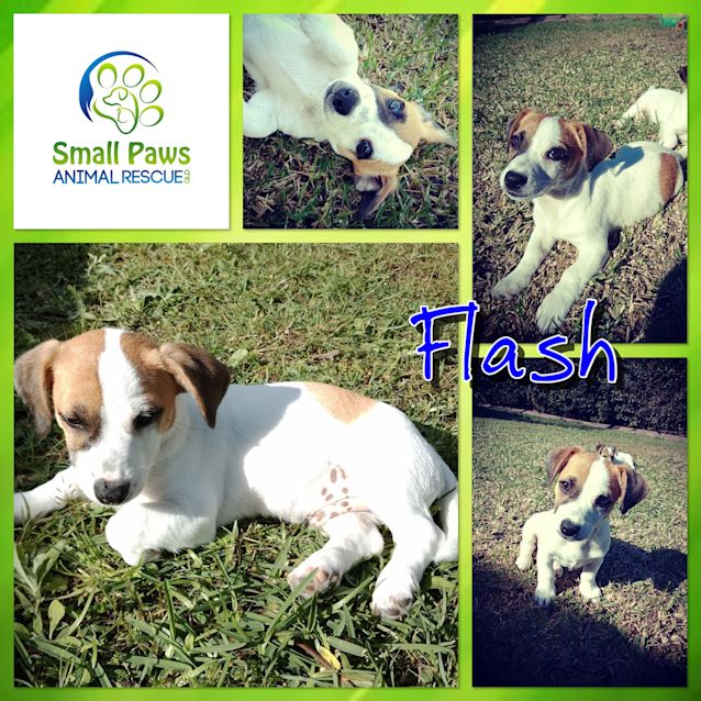 Photo of Flash