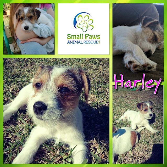 Photo of Harley