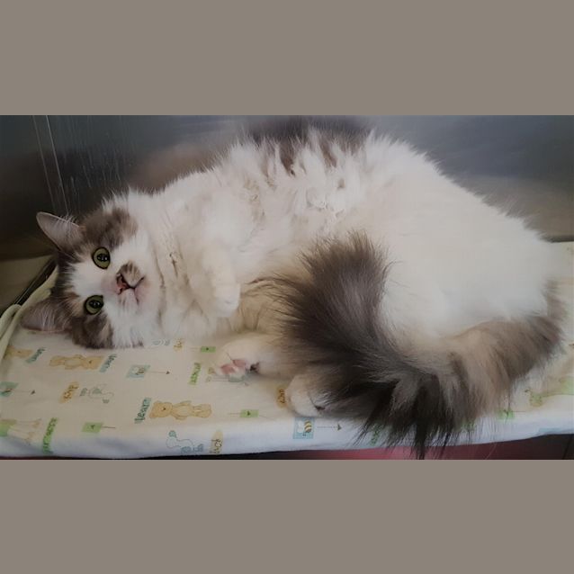 Photo of Coco