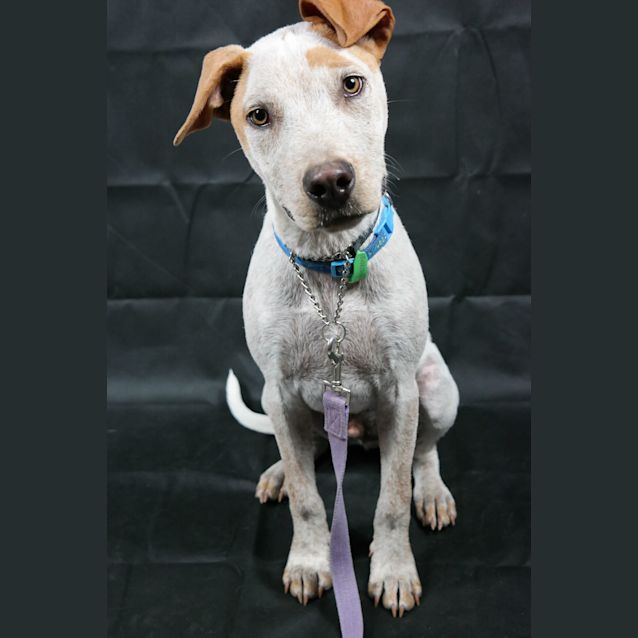 Photo of Jace (Attending Big Adopt Out)