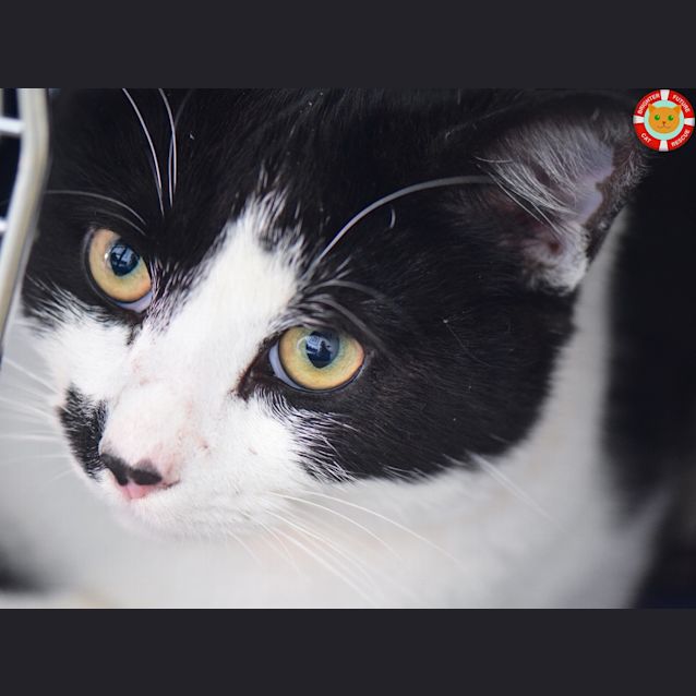 Photo of Spot
