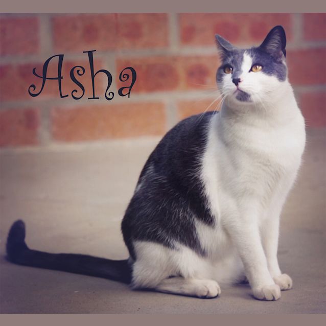 Photo of Asha