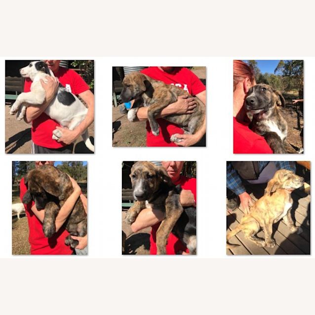 Photo of 6 X Puppies
