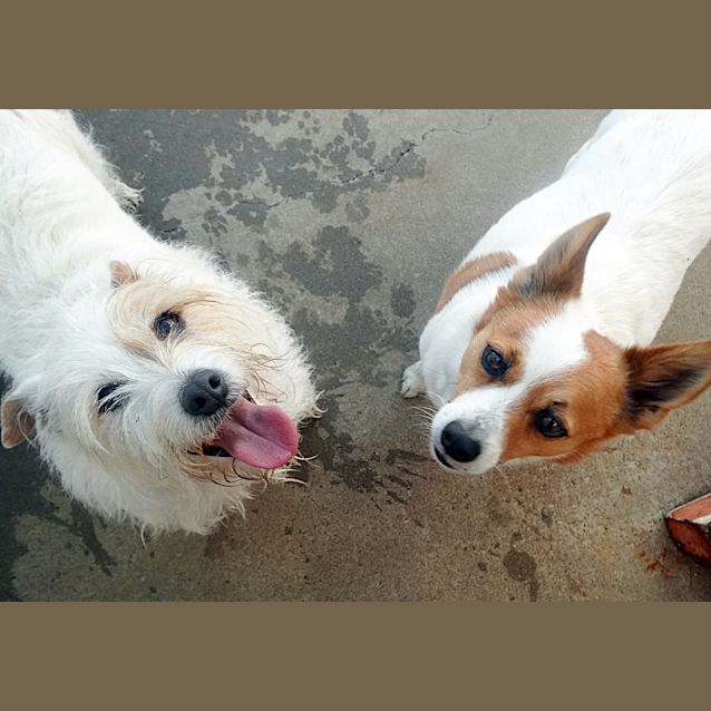 Photo of Daisy And Rusty