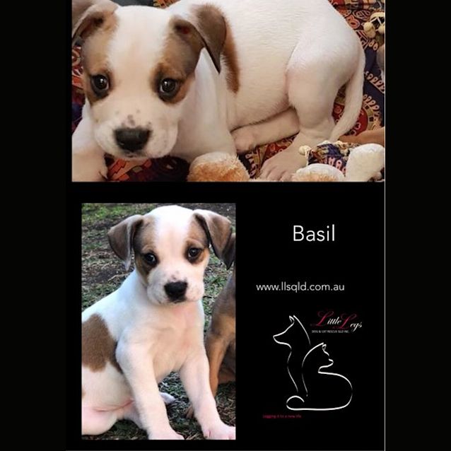 Photo of Basil