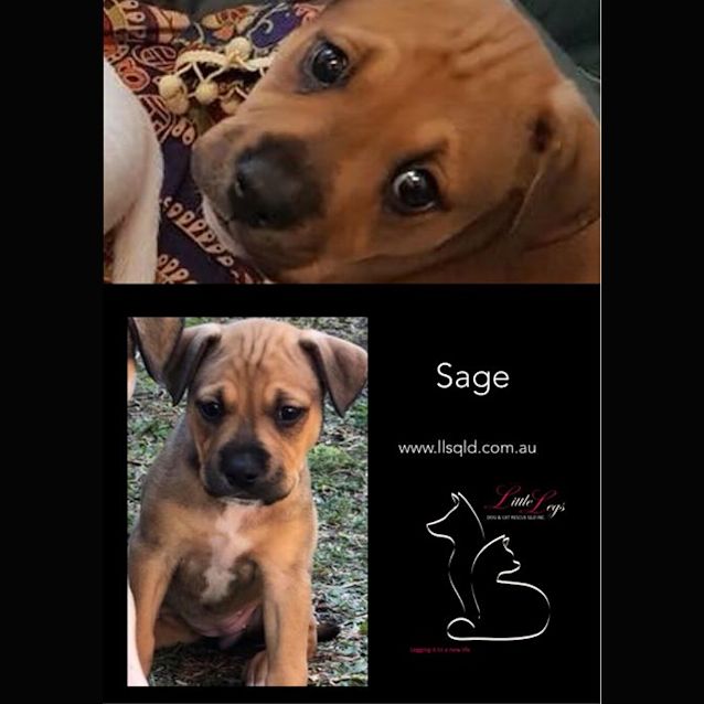 Photo of Sage