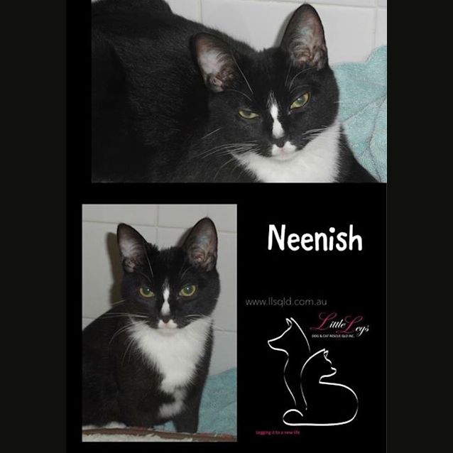 Photo of Neenish