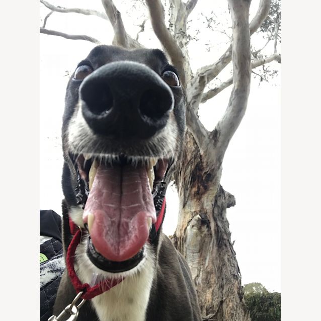 Photo of Rigby (On Trial 30 Sep)