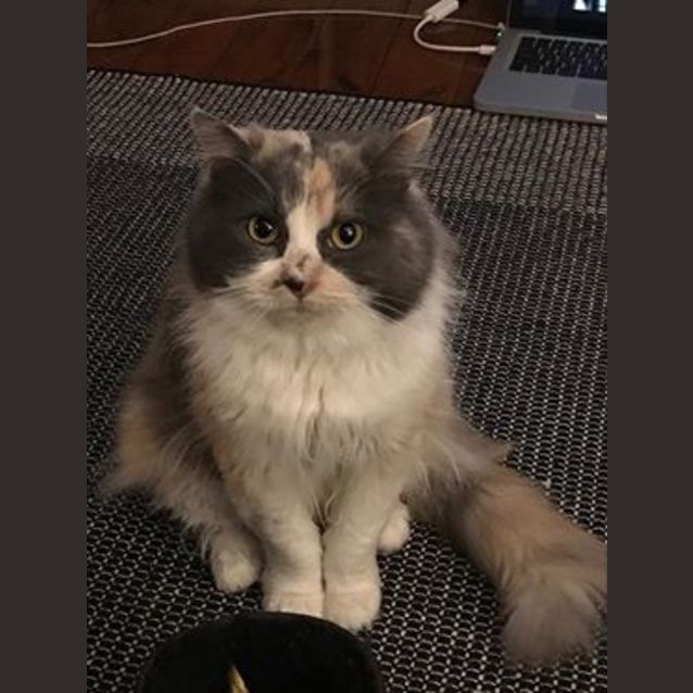 Photo of Trixie