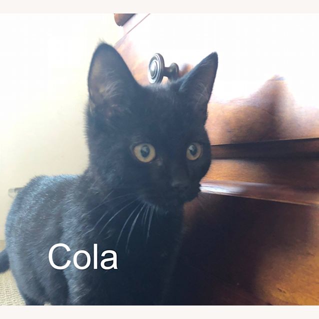 Photo of Cola