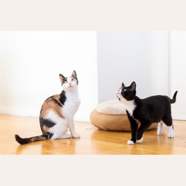 Photo of Betty And Sooty