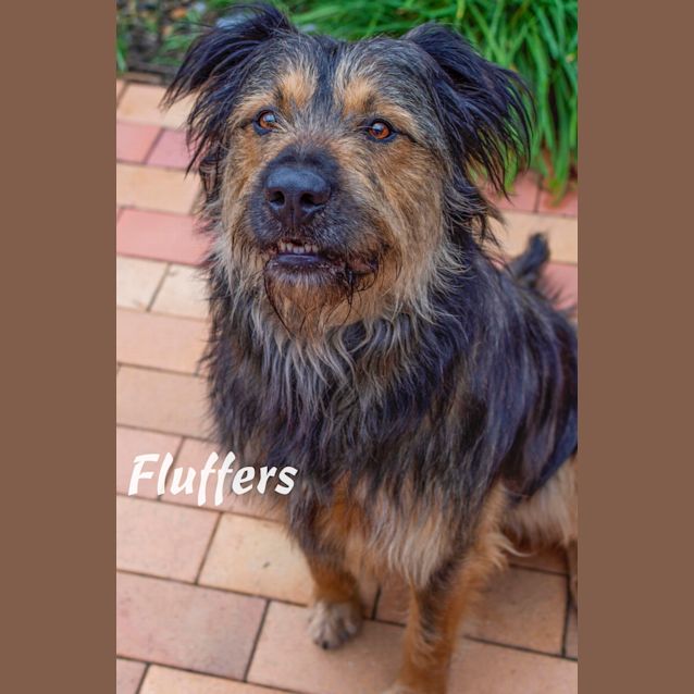 Photo of Fluffers