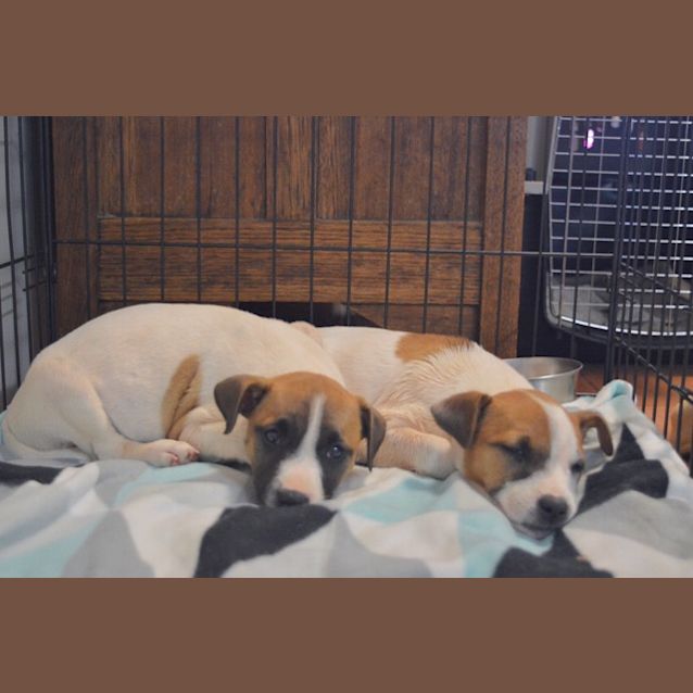 Photo of Zelda D3956
