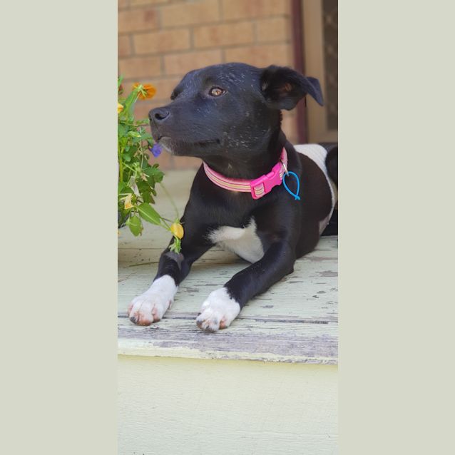Photo of Pixie