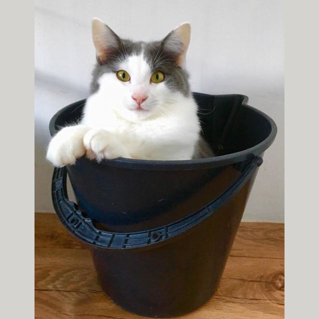 Photo of Mork