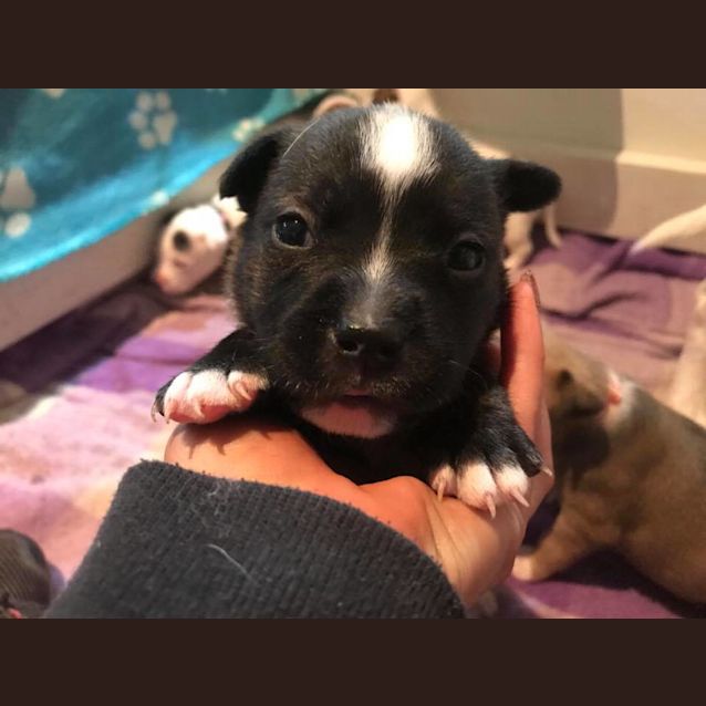 Photo of Kari **Adoption Pending**