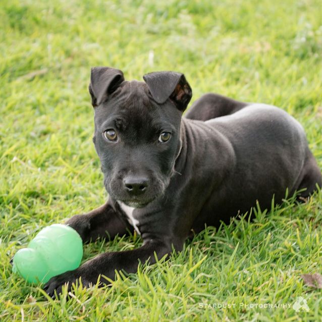 Photo of Ronnie Db425