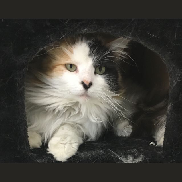 Photo of Lady