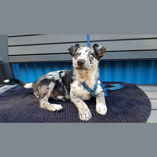 Photo of Marbles