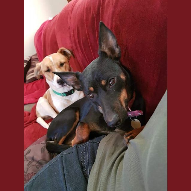 Photo of Brandy