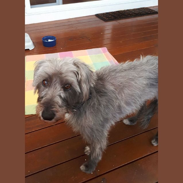 Photo of Lulu Our Beautiful Girl