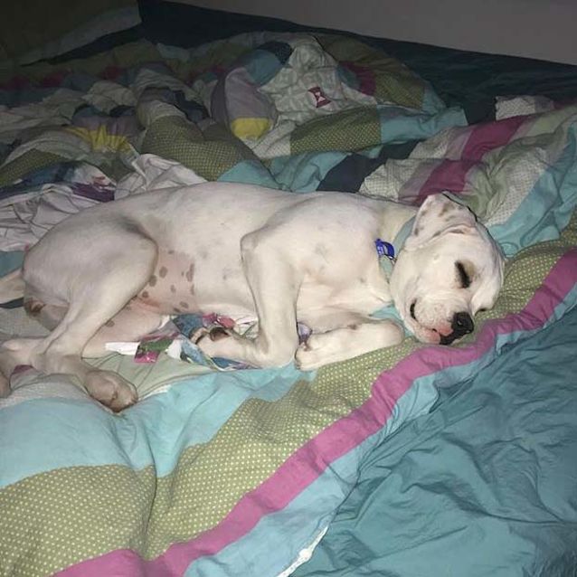 Photo of Winter Rose ~ Bulldog Puppy (On Trial 14/10/18)