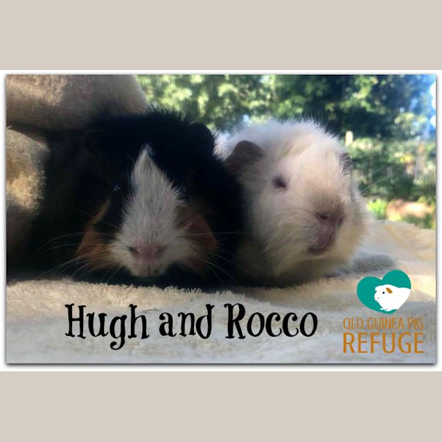 Photo of Hugh And Rocco (Not Suitable For Small Children)