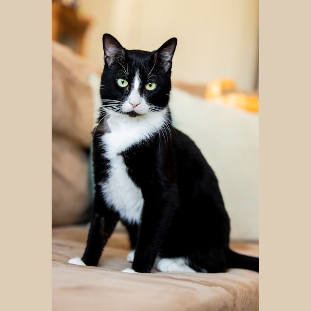 Photo of Tux