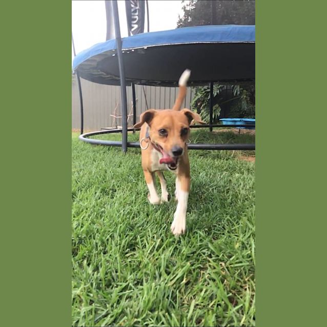 Photo of Rusty