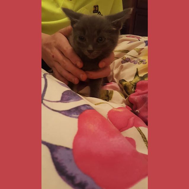 Photo of Whisper