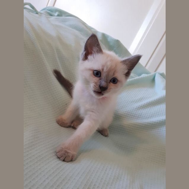 Photo of Allura 