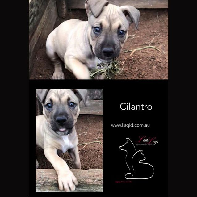 Photo of Cilantro