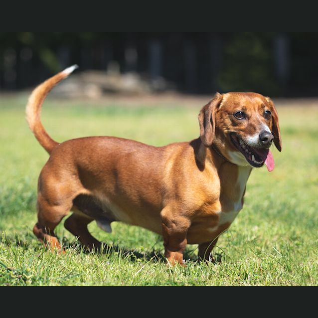 Male dachshund sale