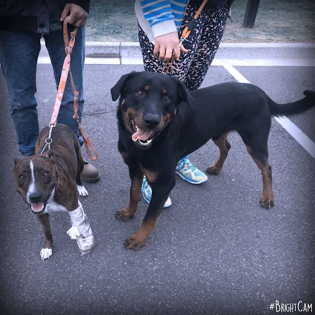 Photo of Bear Junior ** A Pure Breed Rottweiler **