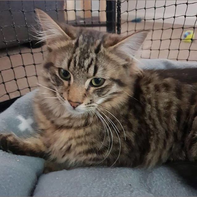Photo of Yana **2nd Chance Cat Rescue**